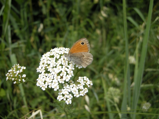Dysgonia algira (Noctuidae)